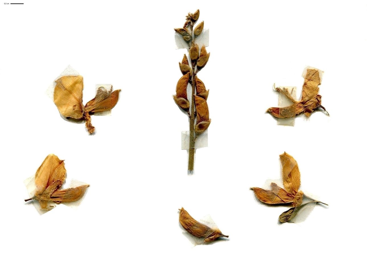 Spartium junceum (Fabaceae)